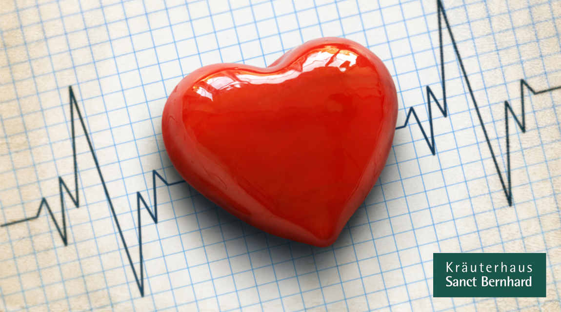 Das Herz Alle Fakten Uber Unseren Wichtigsten Muskel