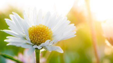 Blüte der Kamille im Sonnenschein