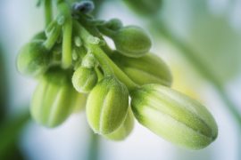 Moringa Oleifera