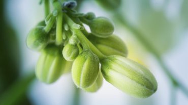 Moringa Oleifera