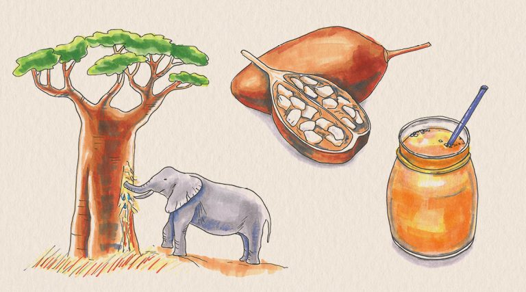 Baobab mit der „lebenden Apotheke“ fit bleiben