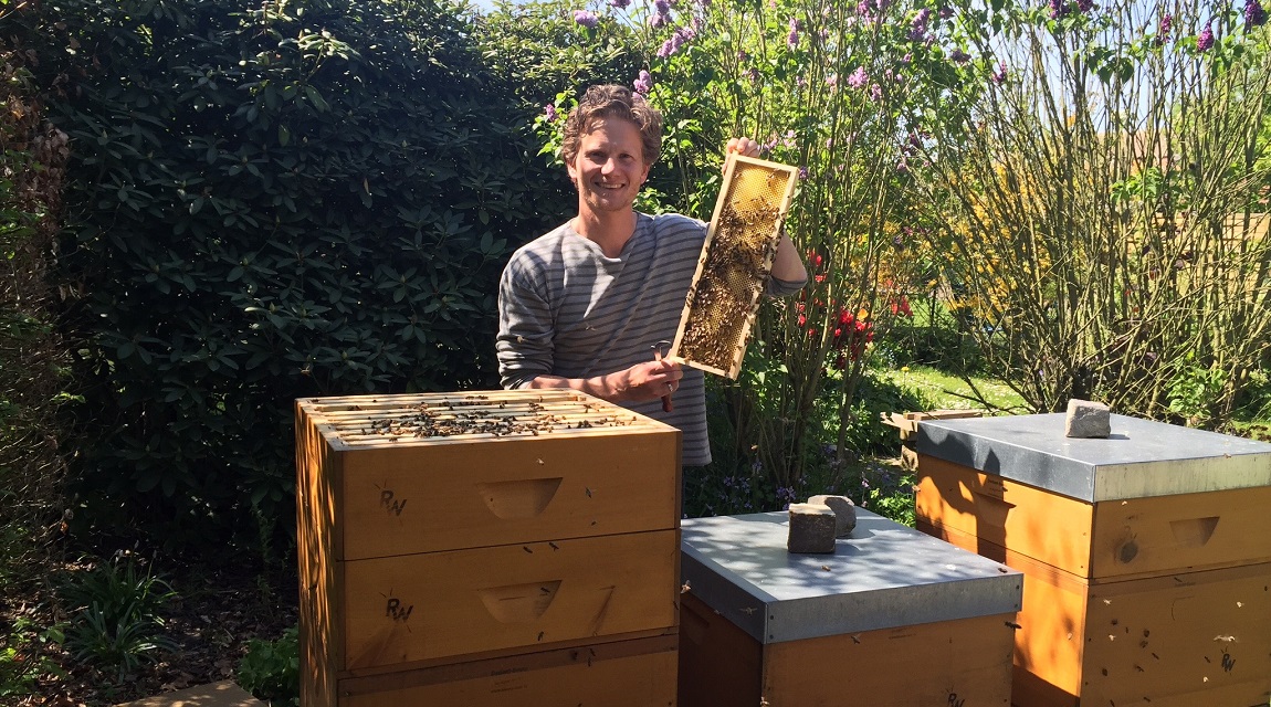 Propolis und Bienen