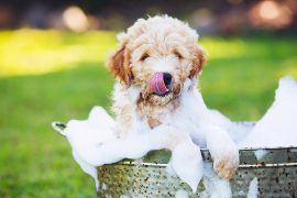 Hunde richtig waschen mit Hundeshampoo