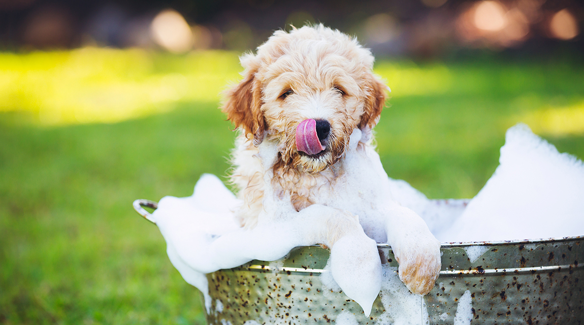 Hunde richtig waschen mit Hundeshampoo