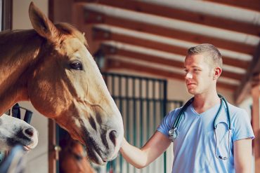Tierarzt kümmert sich um die Gesundheit des Pferdes