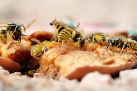 Wespen vergreifen sich an Essen