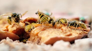 Wespen vergreifen sich an Essen