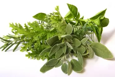 Küchenkräuter – Rosmarin, Thymian und Salbei