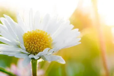 Blüte der Kamille im Sonnenschein