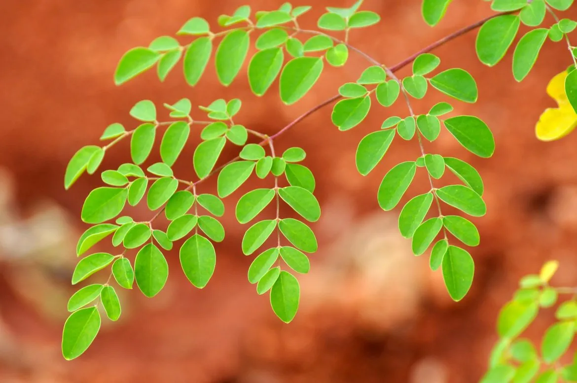 Moringa Oleifera