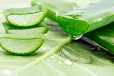 Aloe Vera - Boosting für das Immunsystem