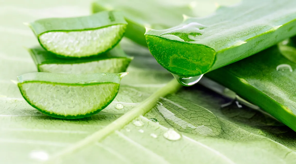 Aloe Vera - Boosting für das Immunsystem
