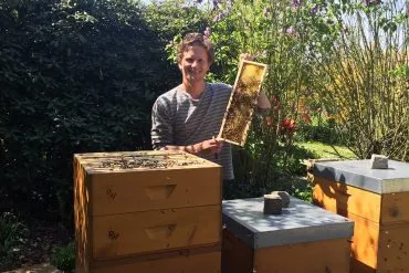 Propolis und Bienen