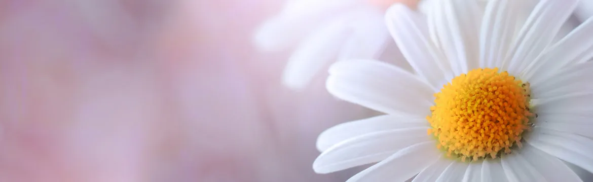 Ksb Blog Header 07 2019