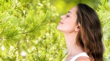 Kräuterhaus Sanct Bernhard - Zirbenöl und seine Wirkung