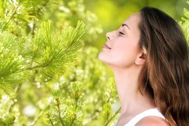 Kräuterhaus Sanct Bernhard - Zirbenöl und seine Wirkung