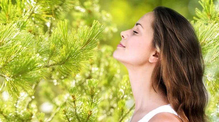 Kräuterhaus Sanct Bernhard - Zirbenöl und seine Wirkung