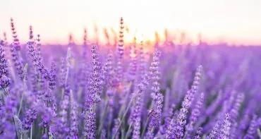Lavendel