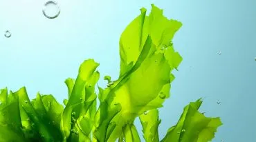 Welche Alge passt zu mir?