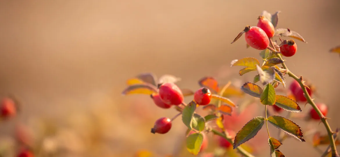 Kräuterhaus Sanct Bernhard - Hagebuttenpulver