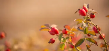 Kräuterhaus Sanct Bernhard - Hagebuttenpulver