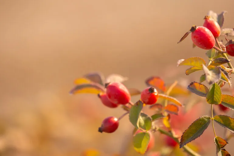 Kräuterhaus Sanct Bernhard - Hagebuttenpulver