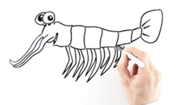 Krill Oil Capsules